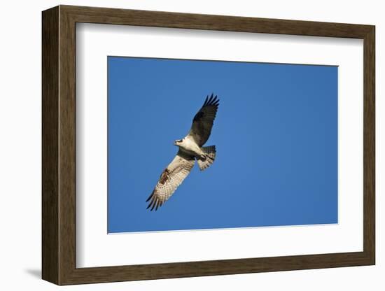 Peregrine Falcon, Acadia National Park, Maine-Paul Souders-Framed Photographic Print