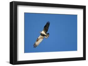 Peregrine Falcon, Acadia National Park, Maine-Paul Souders-Framed Photographic Print