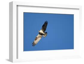 Peregrine Falcon, Acadia National Park, Maine-Paul Souders-Framed Photographic Print