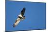 Peregrine Falcon, Acadia National Park, Maine-Paul Souders-Mounted Photographic Print