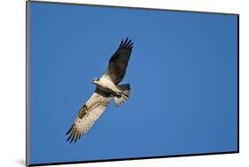 Peregrine Falcon, Acadia National Park, Maine-Paul Souders-Mounted Photographic Print