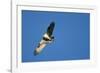 Peregrine Falcon, Acadia National Park, Maine-Paul Souders-Framed Photographic Print