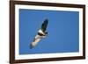 Peregrine Falcon, Acadia National Park, Maine-Paul Souders-Framed Photographic Print