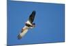 Peregrine Falcon, Acadia National Park, Maine-Paul Souders-Mounted Photographic Print