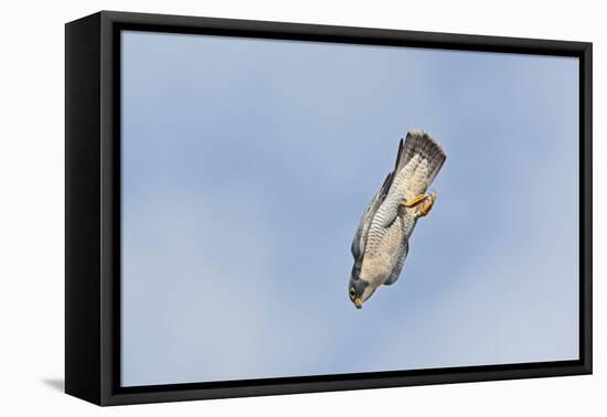 Peregrine Falcon Adult in Flight-null-Framed Stretched Canvas