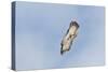 Peregrine Falcon Adult in Flight-null-Stretched Canvas
