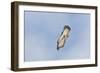 Peregrine Falcon Adult in Flight-null-Framed Photographic Print