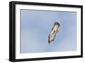 Peregrine Falcon Adult in Flight-null-Framed Photographic Print
