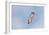 Peregrine Falcon Adult in Flight-null-Framed Photographic Print