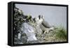 Peregrine Falcon Adult Warms a Chick-Andrey Zvoznikov-Framed Stretched Canvas