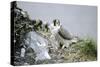 Peregrine Falcon Adult Warms a Chick-Andrey Zvoznikov-Stretched Canvas