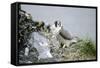 Peregrine Falcon Adult Warms a Chick-Andrey Zvoznikov-Framed Stretched Canvas