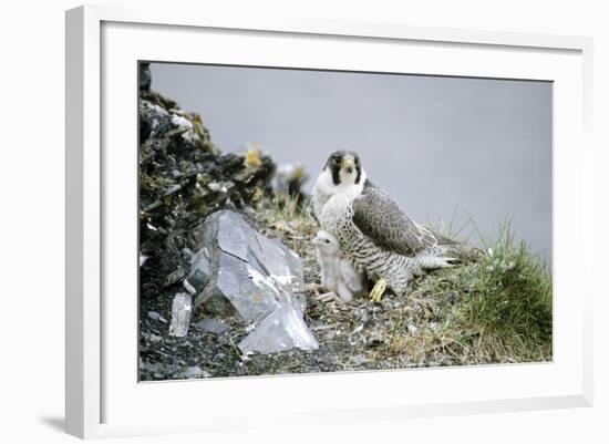 Peregrine Falcon Adult Warms a Chick-Andrey Zvoznikov-Framed Photographic Print