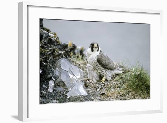 Peregrine Falcon Adult Warms a Chick-Andrey Zvoznikov-Framed Photographic Print