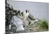 Peregrine Falcon Adult Warms a Chick-Andrey Zvoznikov-Mounted Photographic Print