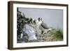 Peregrine Falcon Adult Warms a Chick-Andrey Zvoznikov-Framed Photographic Print