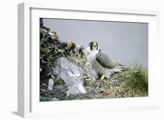 Peregrine Falcon Adult Warms a Chick-Andrey Zvoznikov-Framed Photographic Print