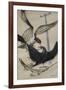 Peregrine Falcon and Kestrel-David Nockels-Framed Giclee Print