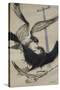 Peregrine Falcon and Kestrel-David Nockels-Stretched Canvas