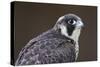 Peregrine Falcon Close-Up of Single Immature Bird-null-Stretched Canvas