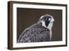 Peregrine Falcon Close-Up of Single Immature Bird-null-Framed Photographic Print