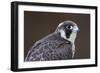 Peregrine Falcon Close-Up of Single Immature Bird-null-Framed Photographic Print