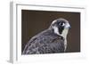 Peregrine Falcon Close-Up of Single Immature Bird-null-Framed Photographic Print