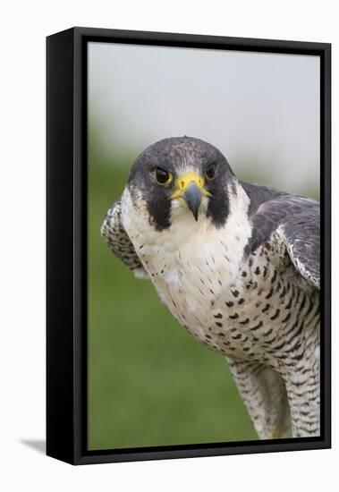 Peregrine Falcon Close-Up-Hal Beral-Framed Stretched Canvas