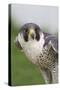 Peregrine Falcon Close-Up-Hal Beral-Stretched Canvas