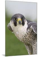 Peregrine Falcon Close-Up-Hal Beral-Mounted Premium Photographic Print