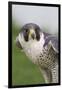 Peregrine Falcon Close-Up-Hal Beral-Framed Premium Photographic Print