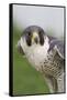 Peregrine Falcon Close-Up-Hal Beral-Framed Stretched Canvas