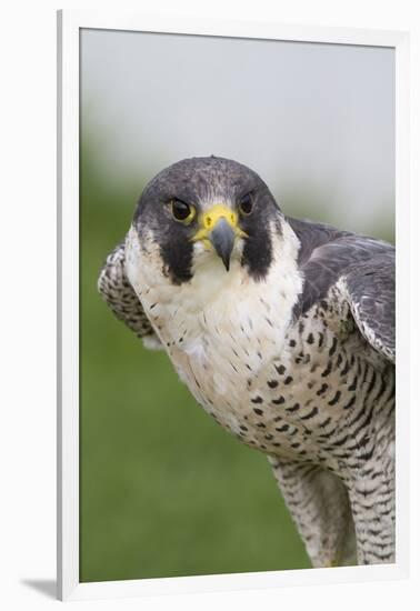 Peregrine Falcon Close-Up-Hal Beral-Framed Photographic Print