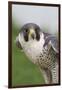 Peregrine Falcon Close-Up-Hal Beral-Framed Photographic Print
