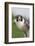 Peregrine Falcon Close-Up-Hal Beral-Framed Photographic Print