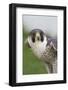 Peregrine Falcon Close-Up-Hal Beral-Framed Photographic Print