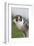 Peregrine Falcon Close-Up-Hal Beral-Framed Photographic Print