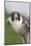 Peregrine Falcon Close-Up-Hal Beral-Mounted Photographic Print