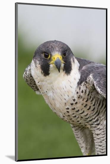 Peregrine Falcon Close-Up-Hal Beral-Mounted Photographic Print