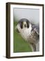 Peregrine Falcon Close-Up-Hal Beral-Framed Photographic Print