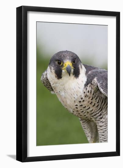 Peregrine Falcon Close-Up-Hal Beral-Framed Photographic Print