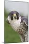 Peregrine Falcon Close-Up-Hal Beral-Mounted Photographic Print