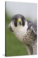 Peregrine Falcon Close-Up-Hal Beral-Stretched Canvas