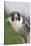 Peregrine Falcon Close-Up-Hal Beral-Stretched Canvas