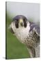 Peregrine Falcon Close-Up-Hal Beral-Stretched Canvas