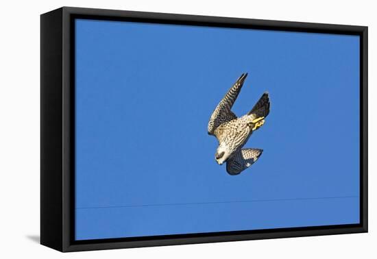 Peregrine Falcon Diving-null-Framed Stretched Canvas