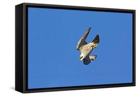 Peregrine Falcon Diving-null-Framed Stretched Canvas