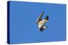 Peregrine Falcon Diving-null-Stretched Canvas