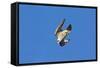 Peregrine Falcon Diving-null-Framed Stretched Canvas