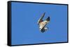 Peregrine Falcon Diving-null-Framed Stretched Canvas